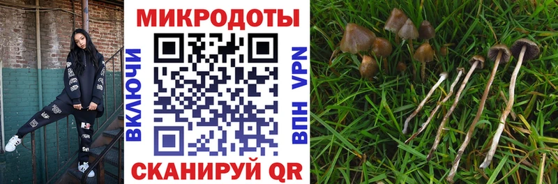 Галлюциногенные грибы мицелий  как найти   Кропоткин 